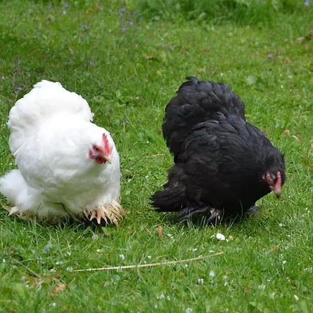 Gospodarstwo agroturystyczne Bio-hof Windhaber Stubenberg