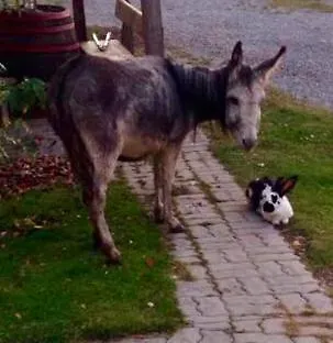 Bio-hof Windhaber Farm stay *