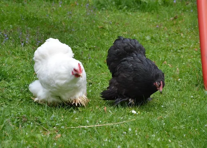 Farm stay Bio-hof Windhaber Stubenberg